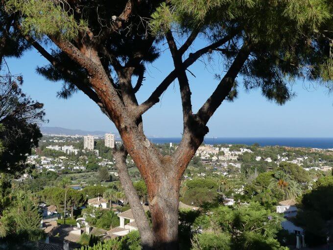 Tree and sea view from Townhouse for Sale in Nueva Andalucia